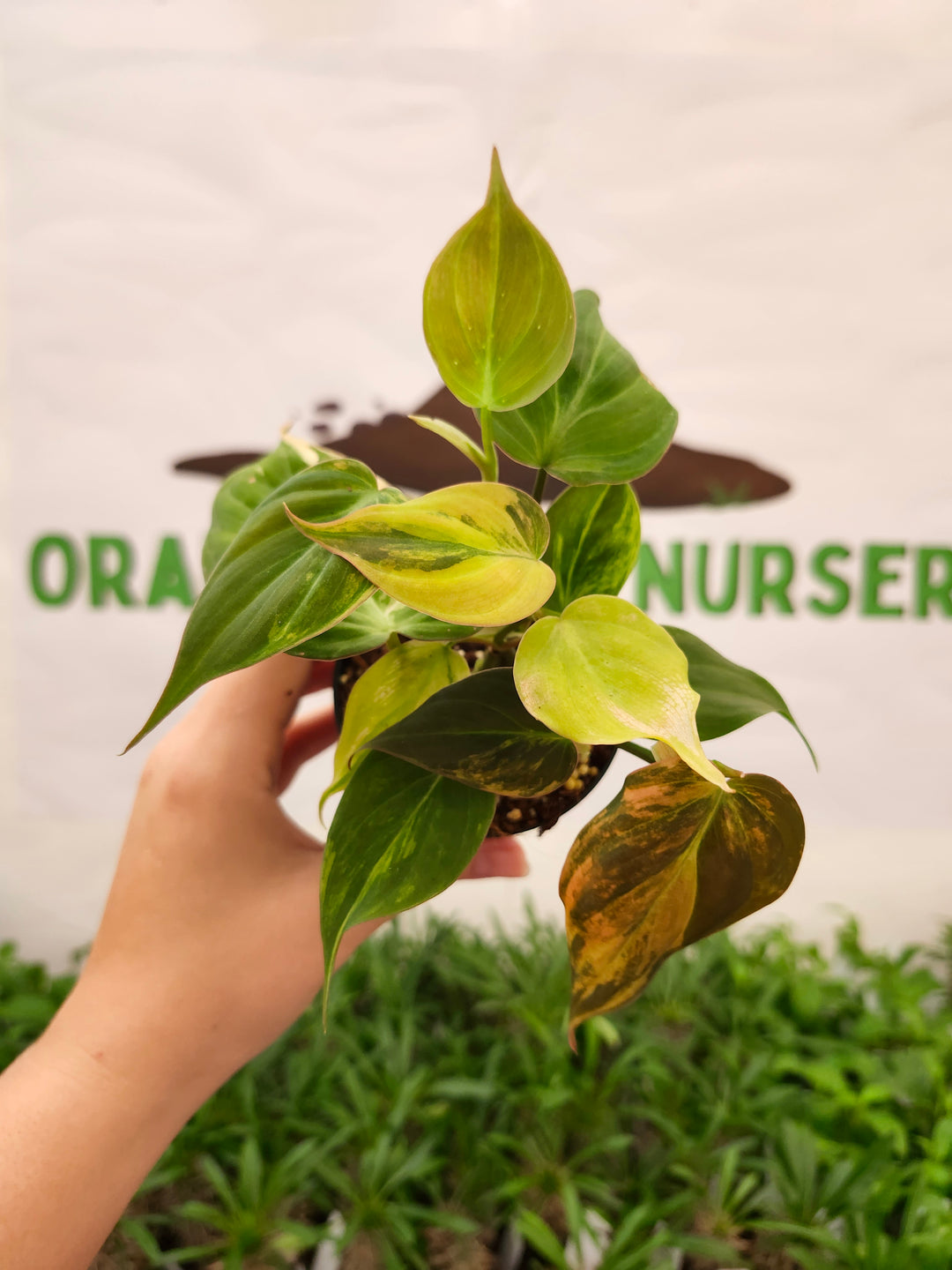 Philodendron Variegated Micans (3in)- 736
