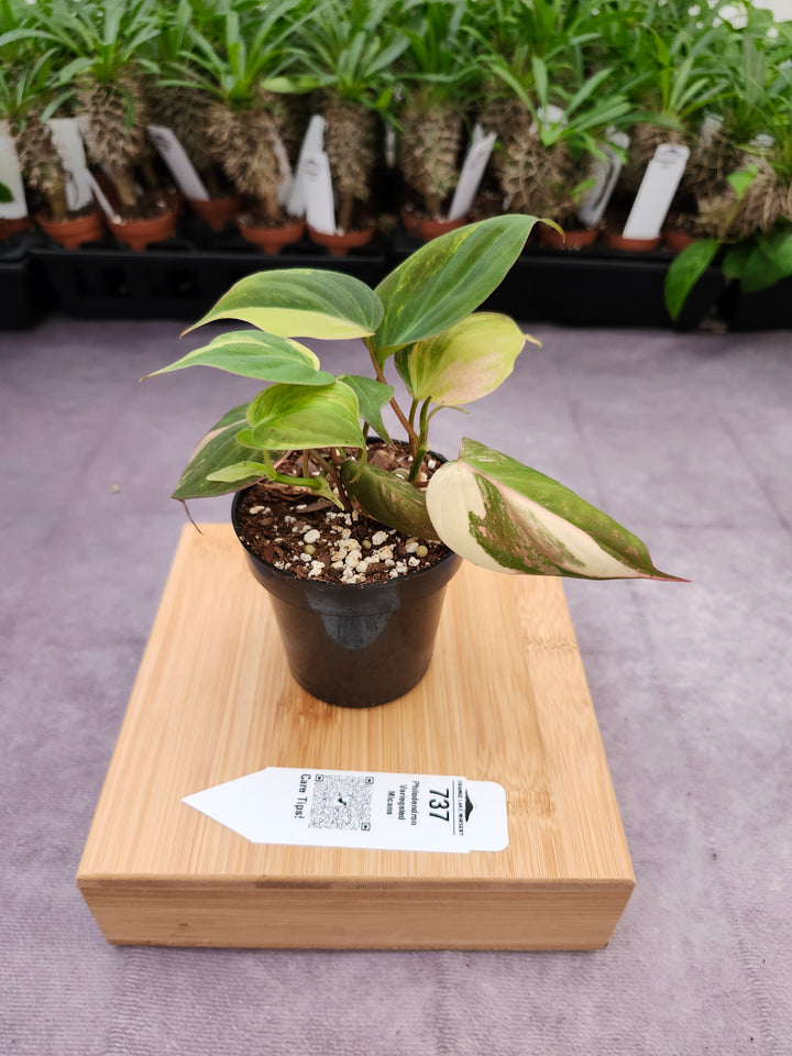 Philodendron Variegated Micans (3in)- 737