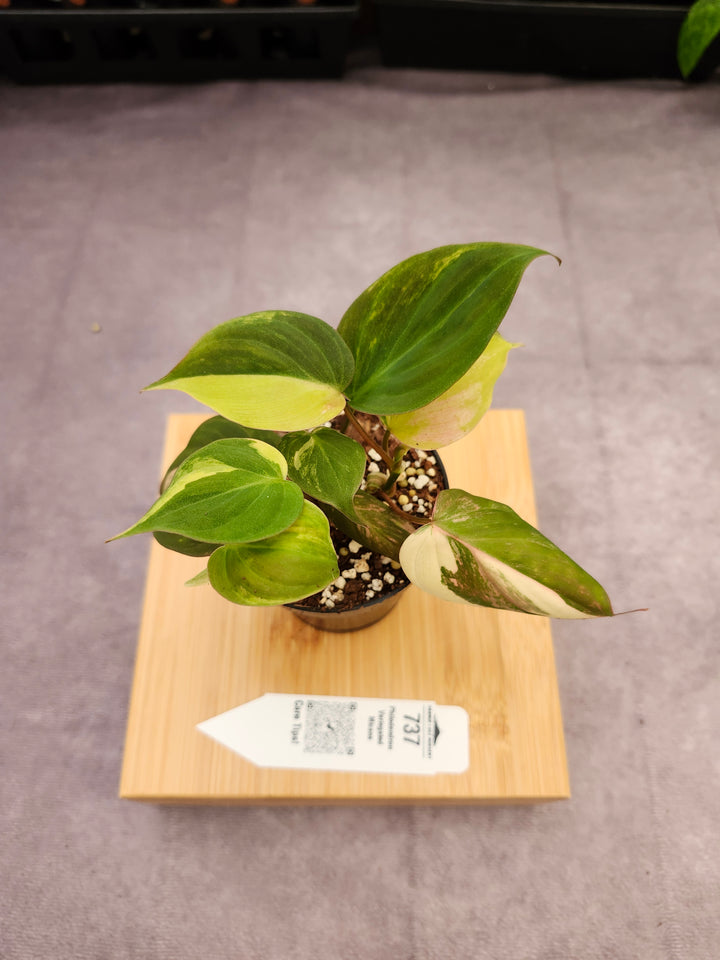 Philodendron Variegated Micans (3in)- 737
