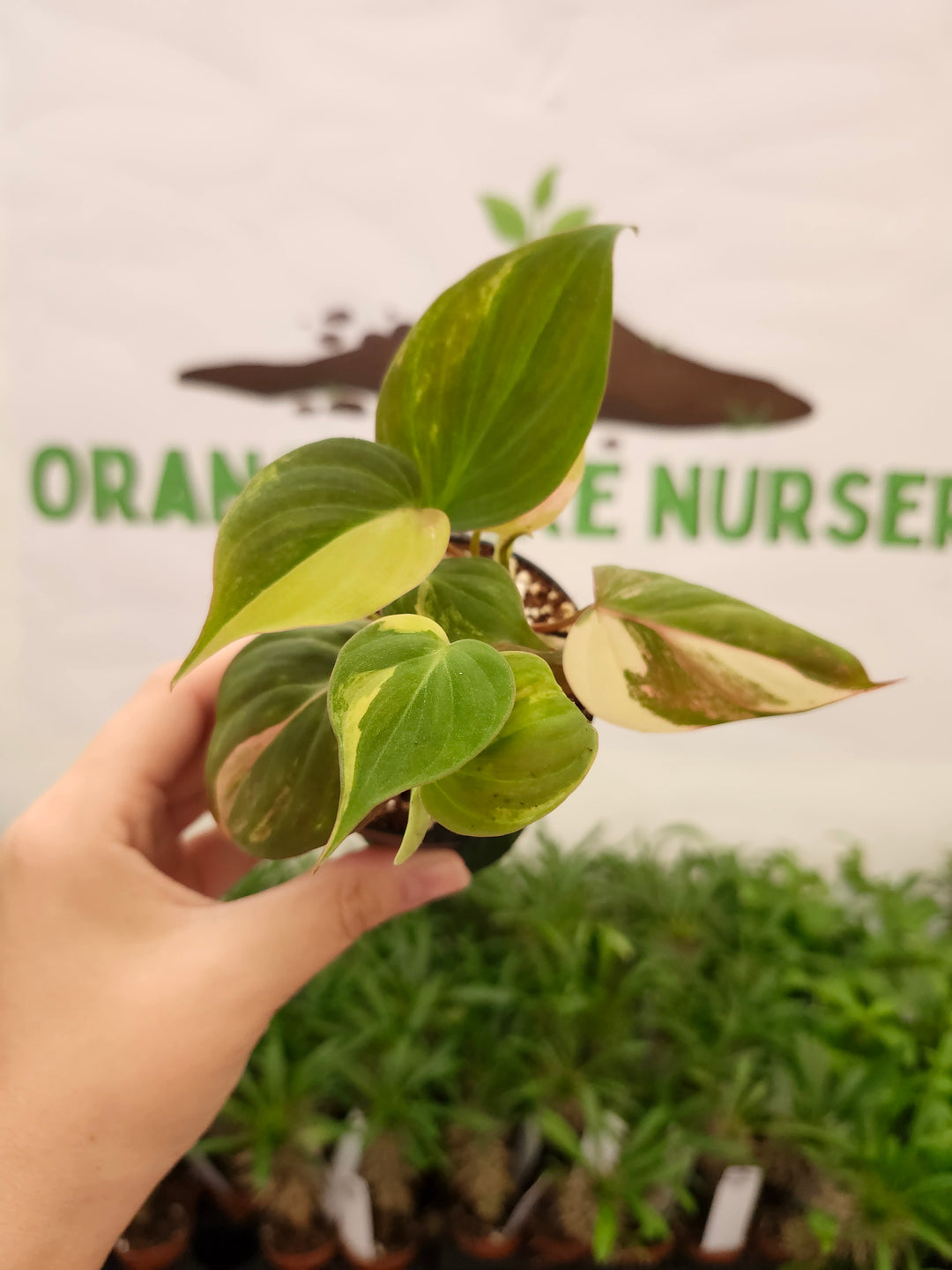 Philodendron Variegated Micans (3in)- 737