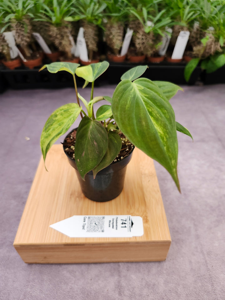 Philodendron Variegated Micans (3in)- 741
