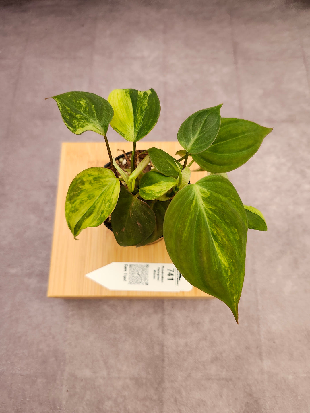 Philodendron Variegated Micans (3in)- 741