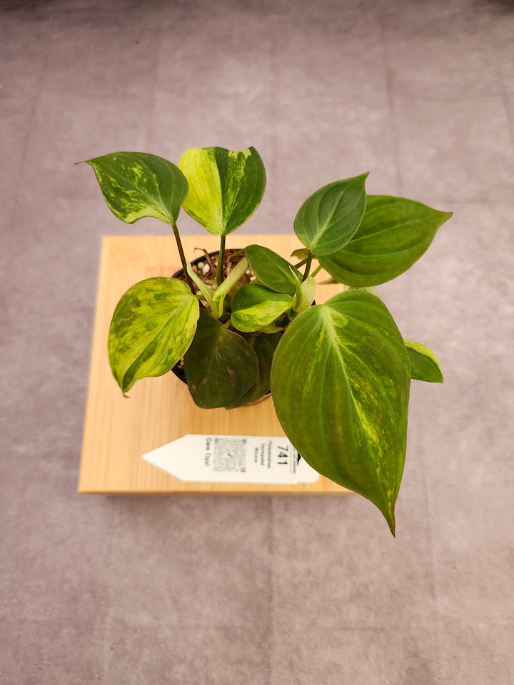 Philodendron Variegated Micans (3in)- 741