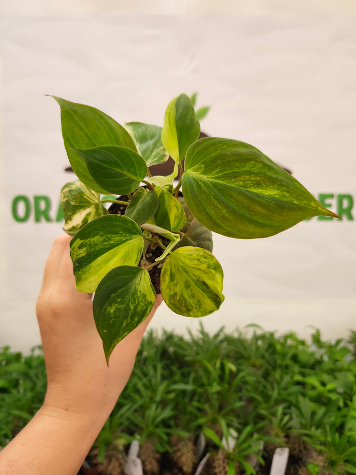 Philodendron Variegated Micans (3in)- 741