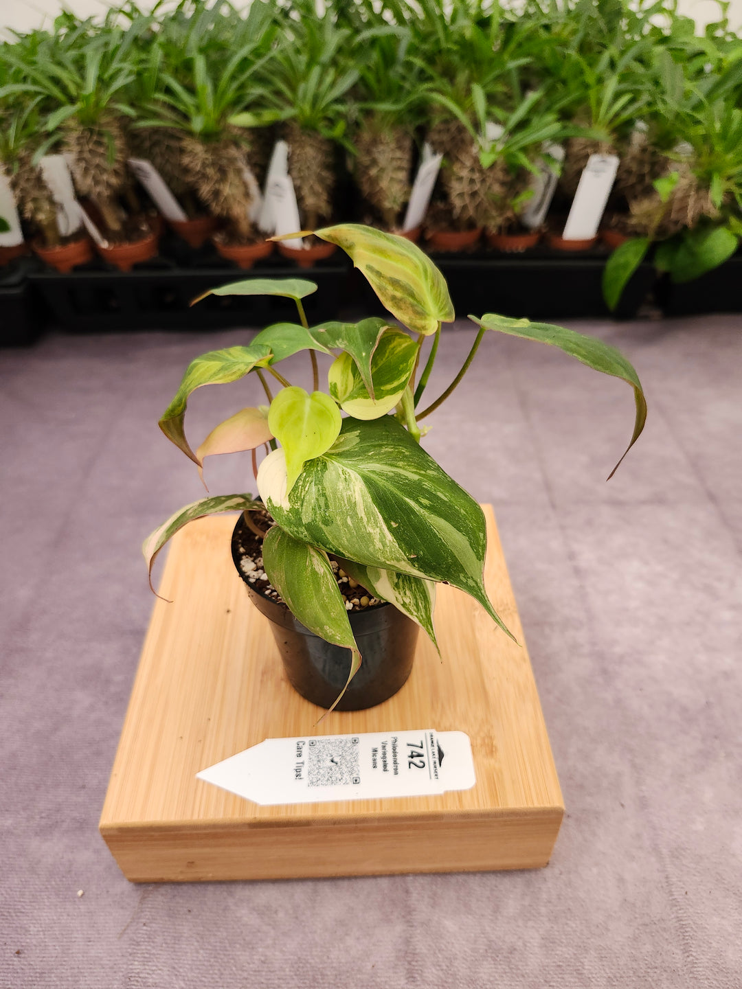 Philodendron Variegated Micans (3in)- 742