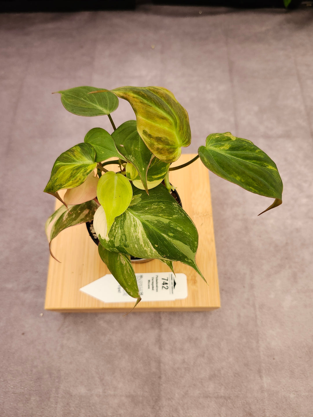 Philodendron Variegated Micans (3in)- 742