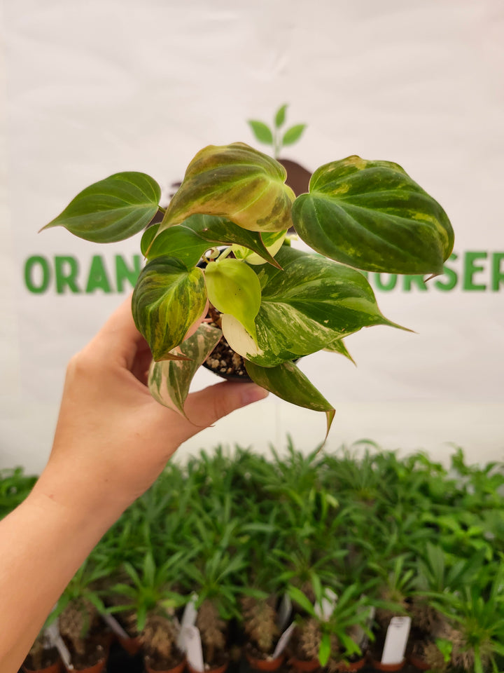 Philodendron Variegated Micans (3in)- 742