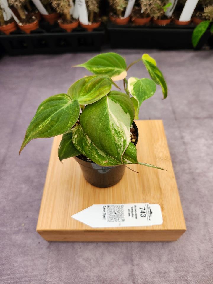 Philodendron Variegated Micans (3in)- 743