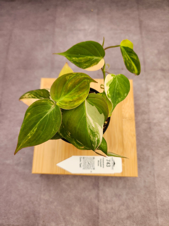Philodendron Variegated Micans (3in)- 743