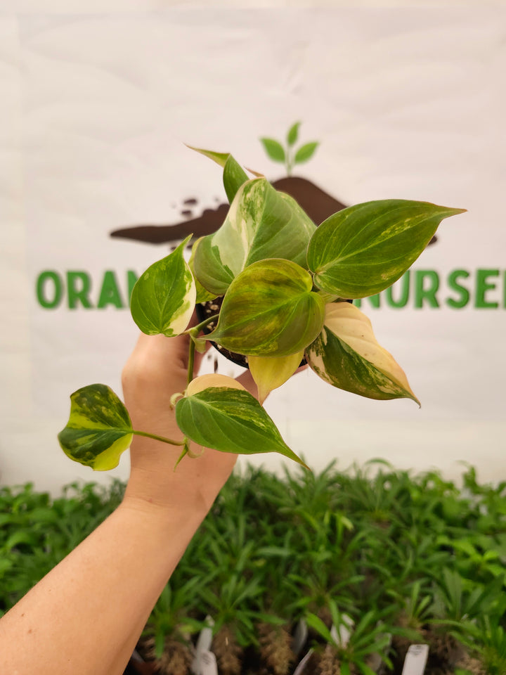 Philodendron Variegated Micans (3in)- 743