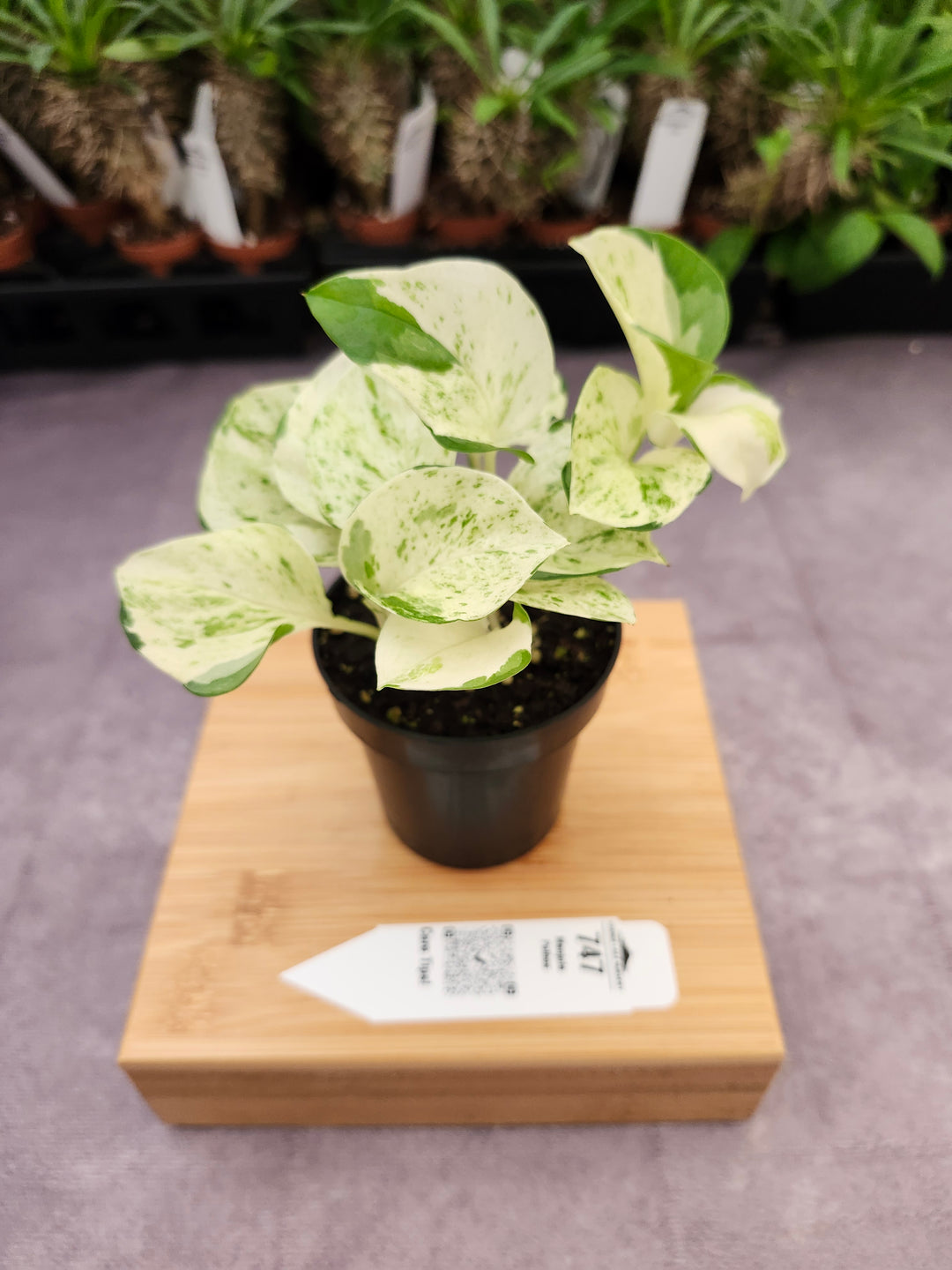 Manjula Pothos (3in)-747