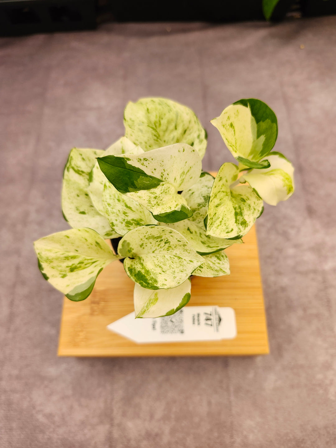 Manjula Pothos (3in)-747