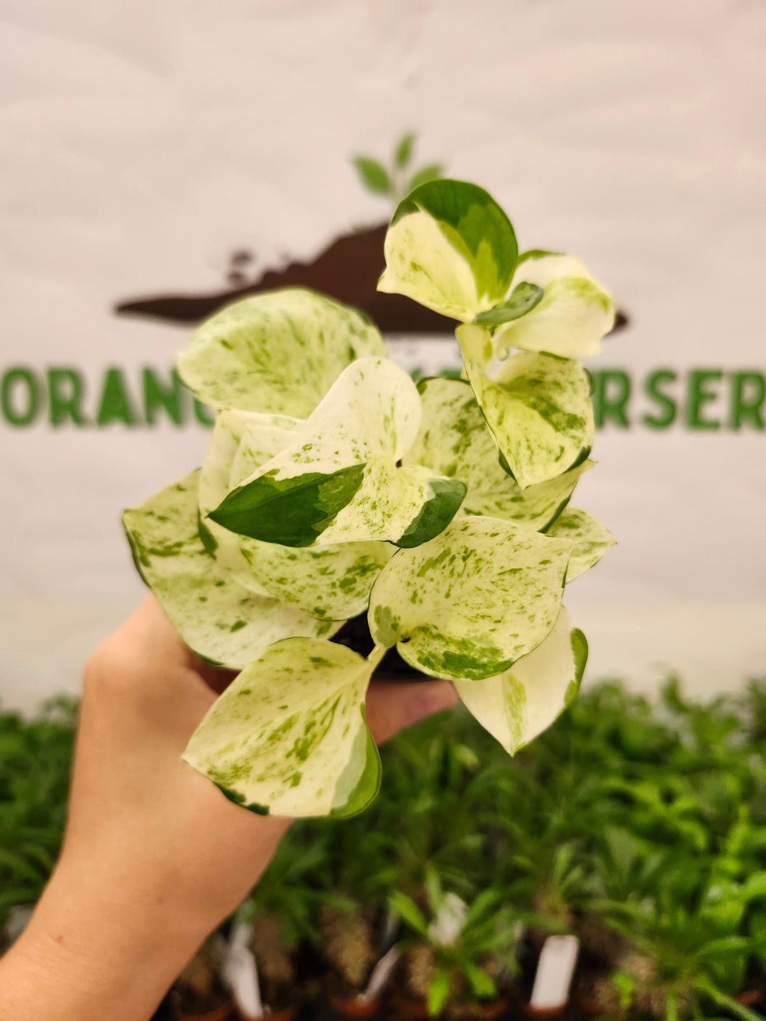 Manjula Pothos (3in)-747