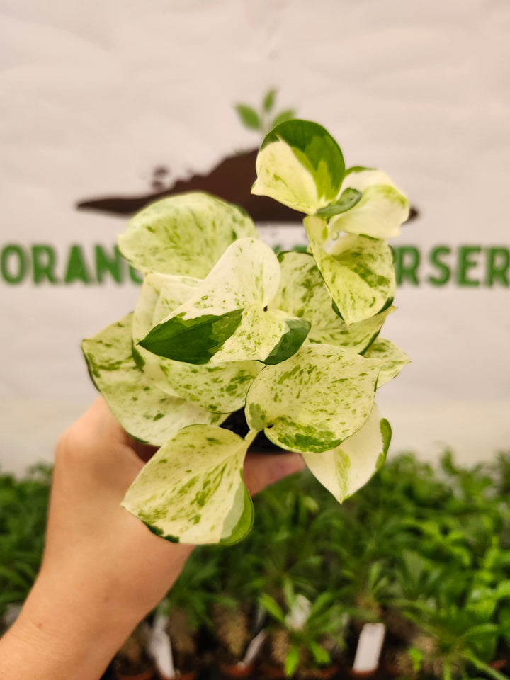 Manjula Pothos (3in)-747