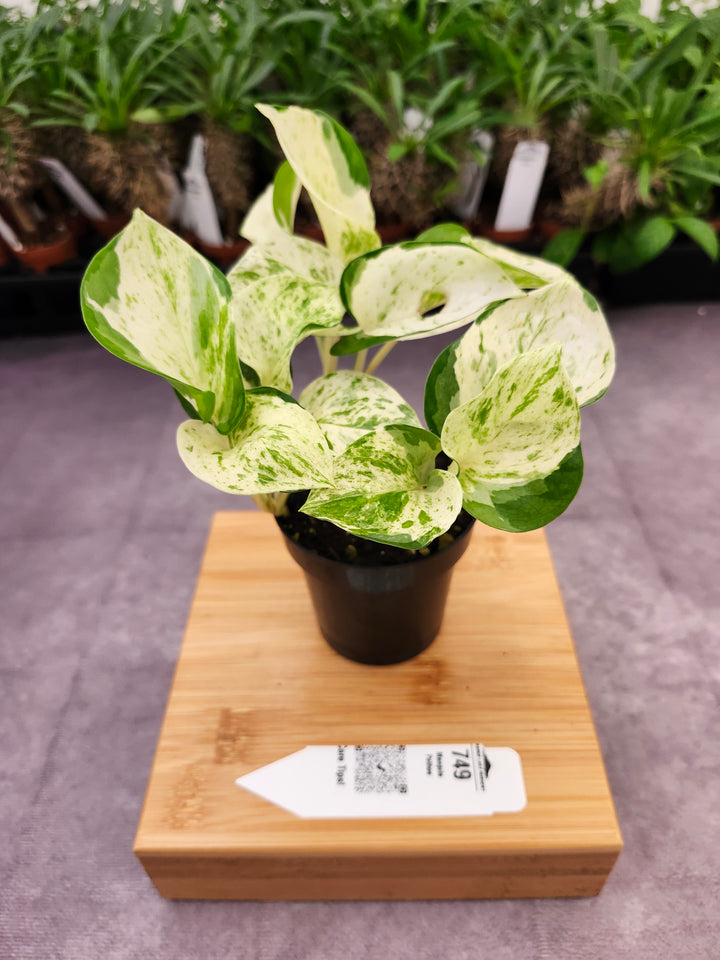 Manjula Pothos (3in)-749