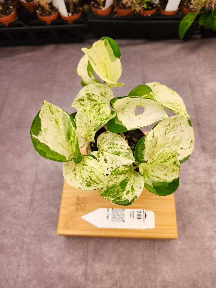 Manjula Pothos (3in)-749