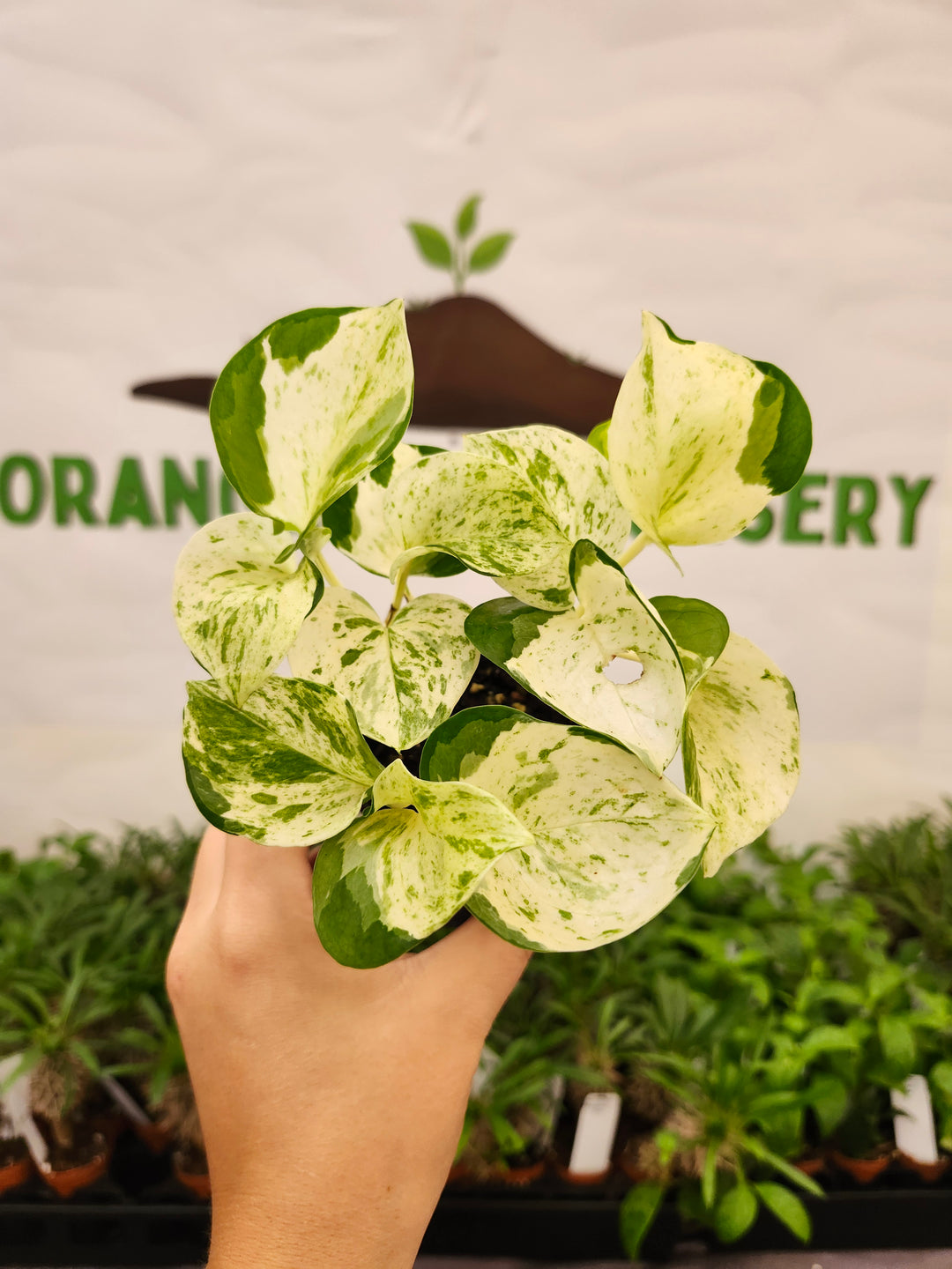 Manjula Pothos (3in)-749