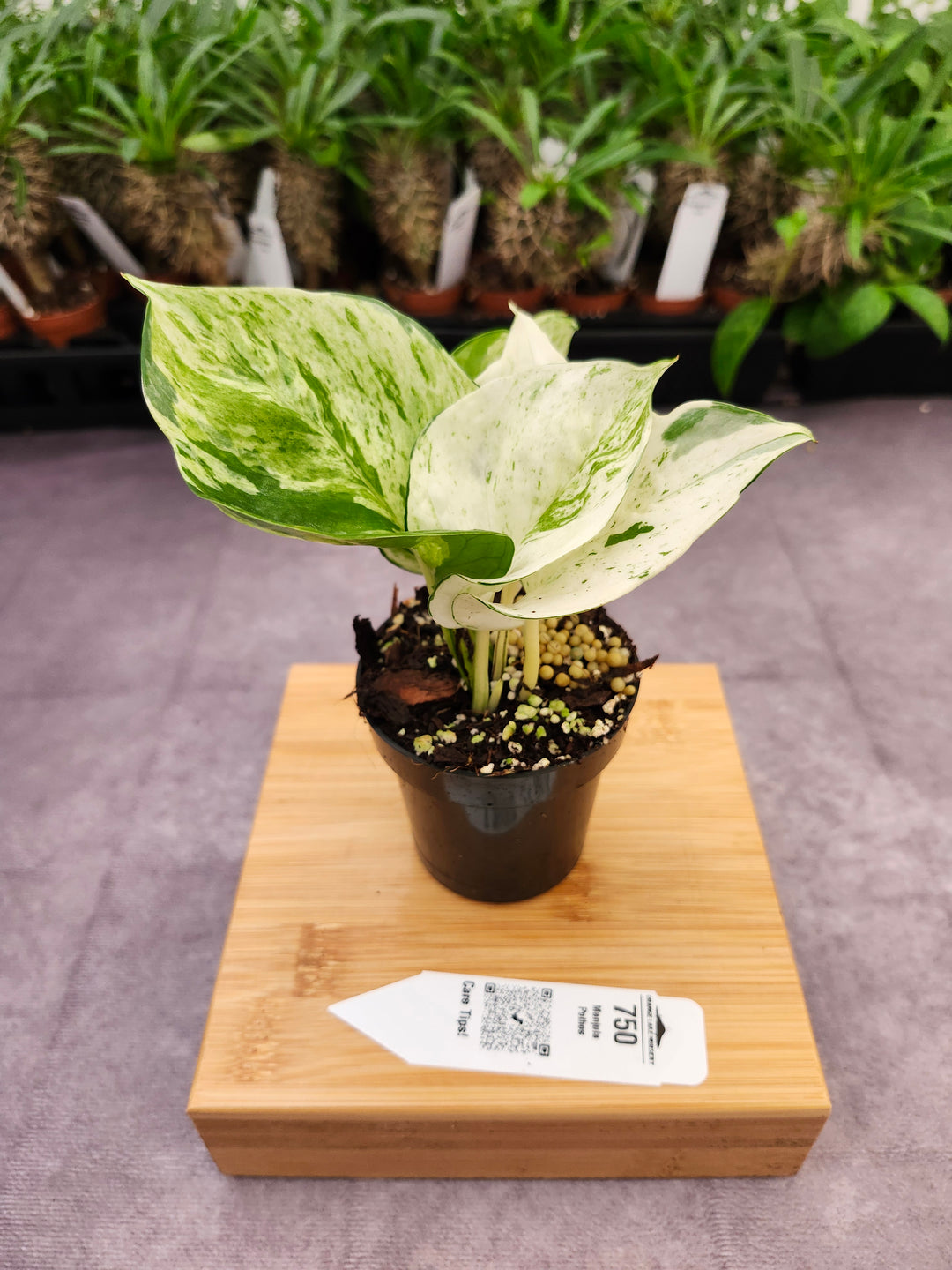 Manjula Pothos (3in)-750