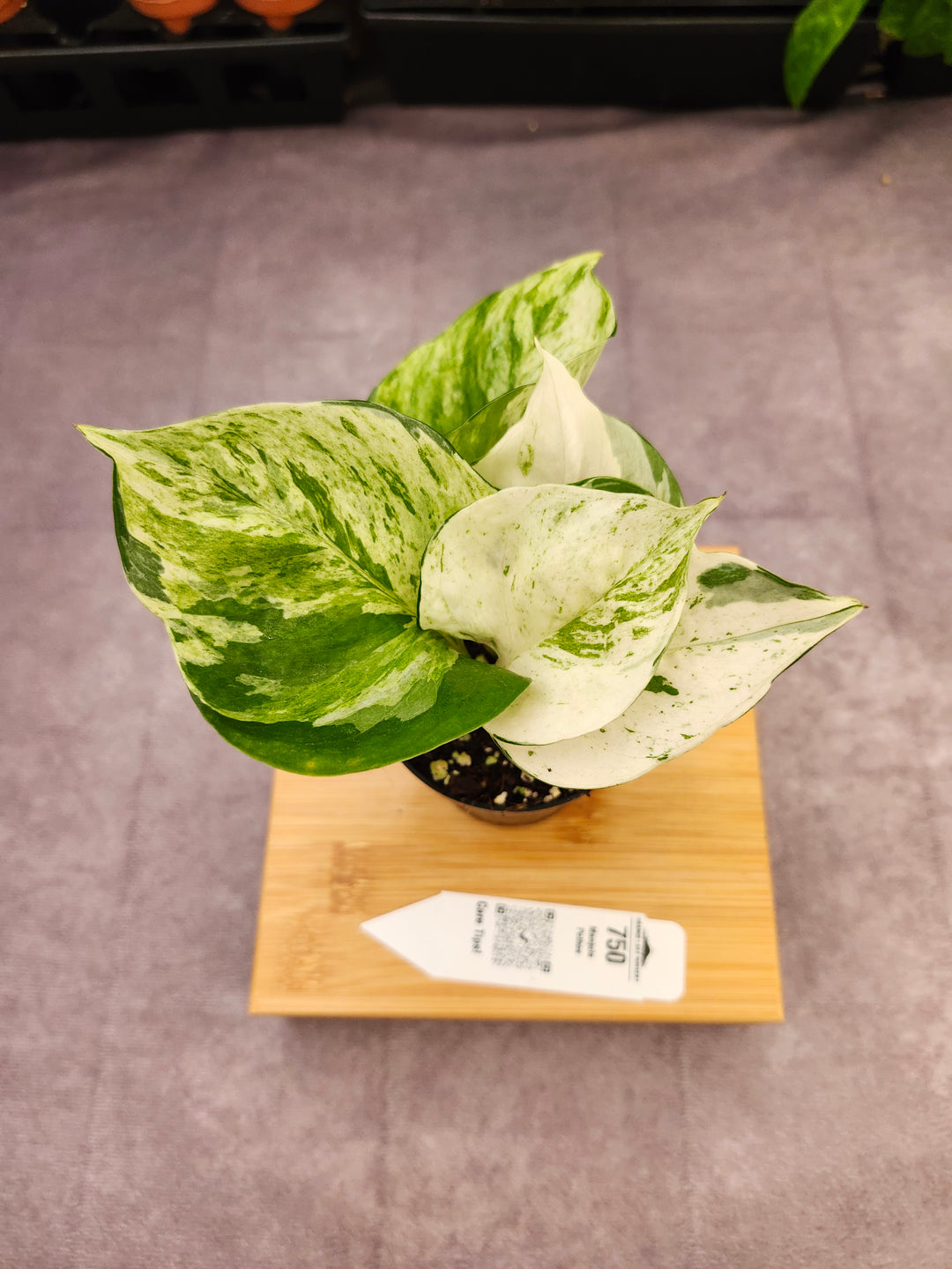 Manjula Pothos (3in)-750