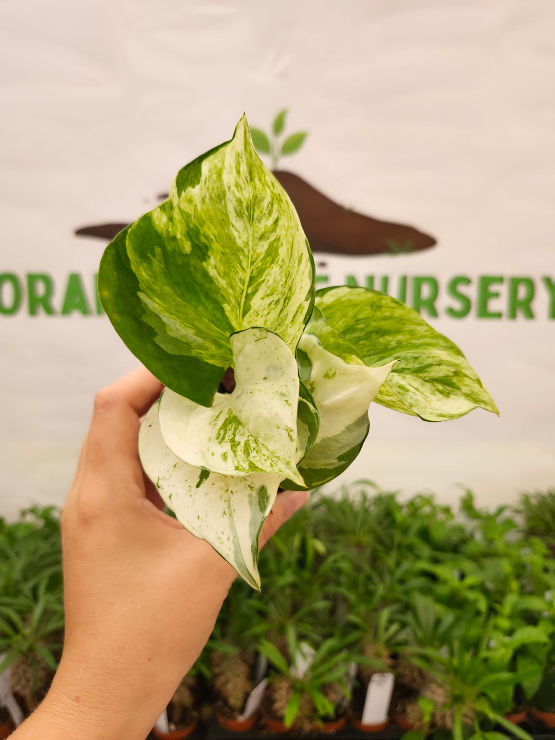 Manjula Pothos (3in)-750