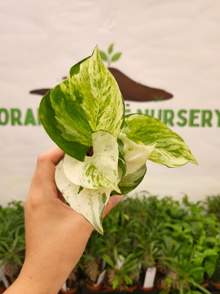 Manjula Pothos (3in)-750