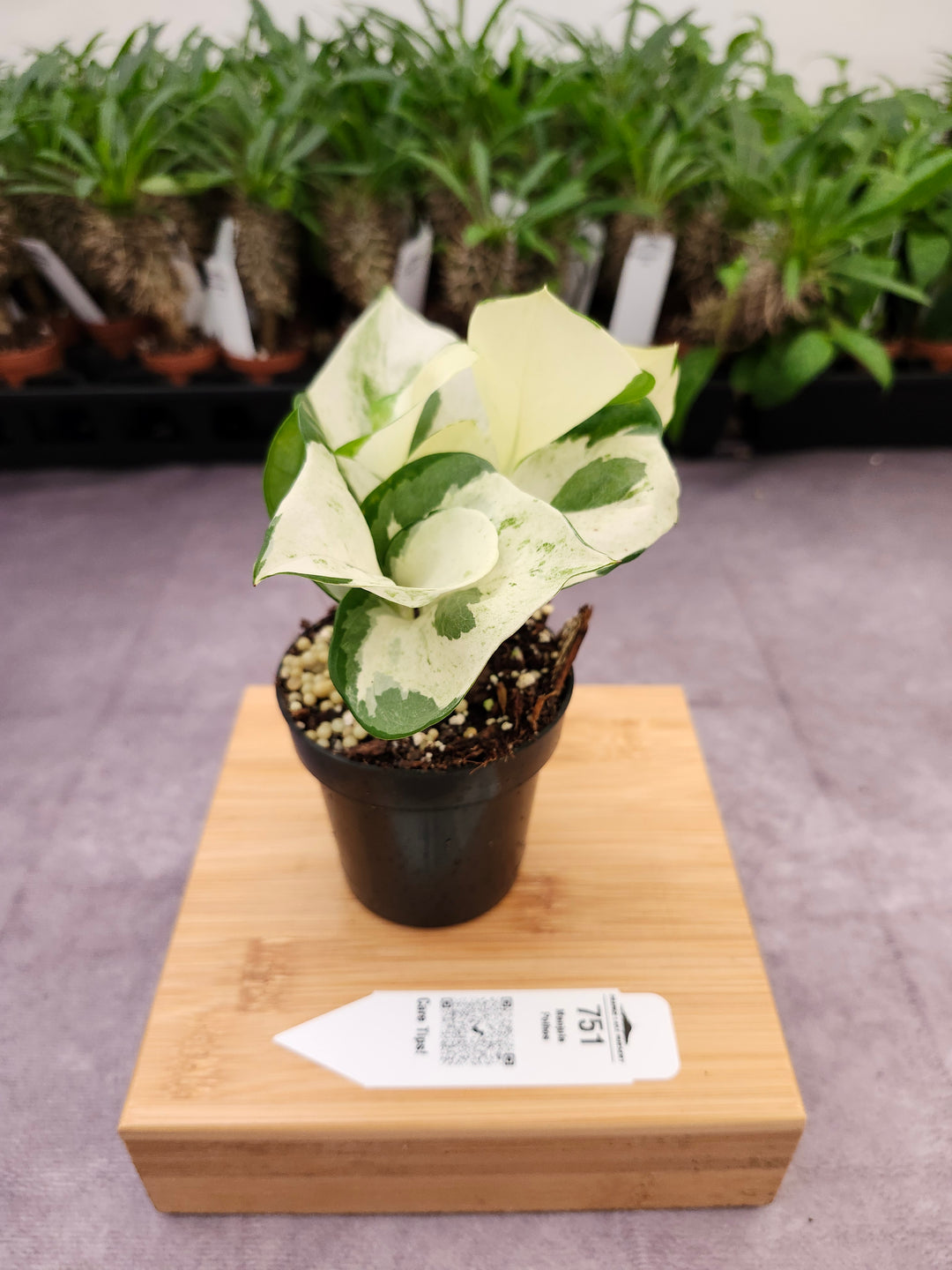 Manjula Pothos (3in)-751