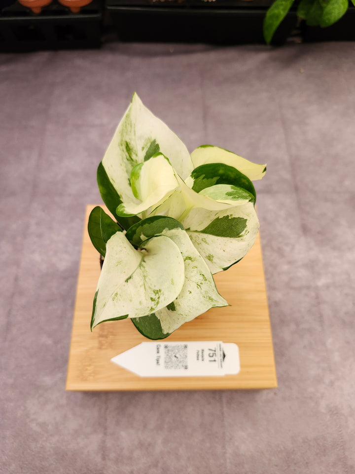Manjula Pothos (3in)-751