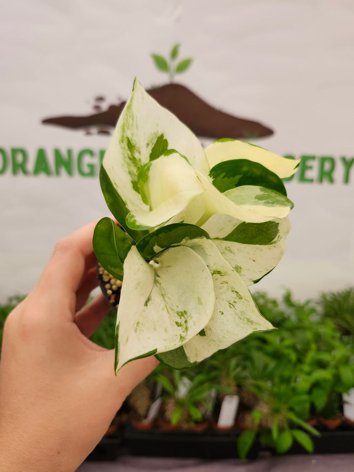 Manjula Pothos (3in)-751