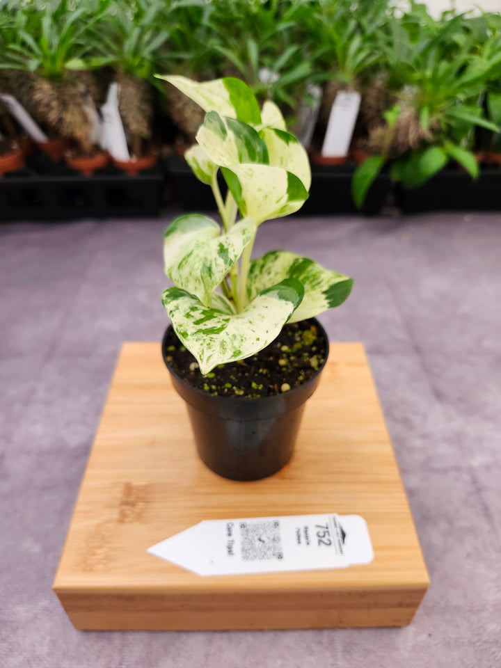 Manjula Pothos (3in)-752