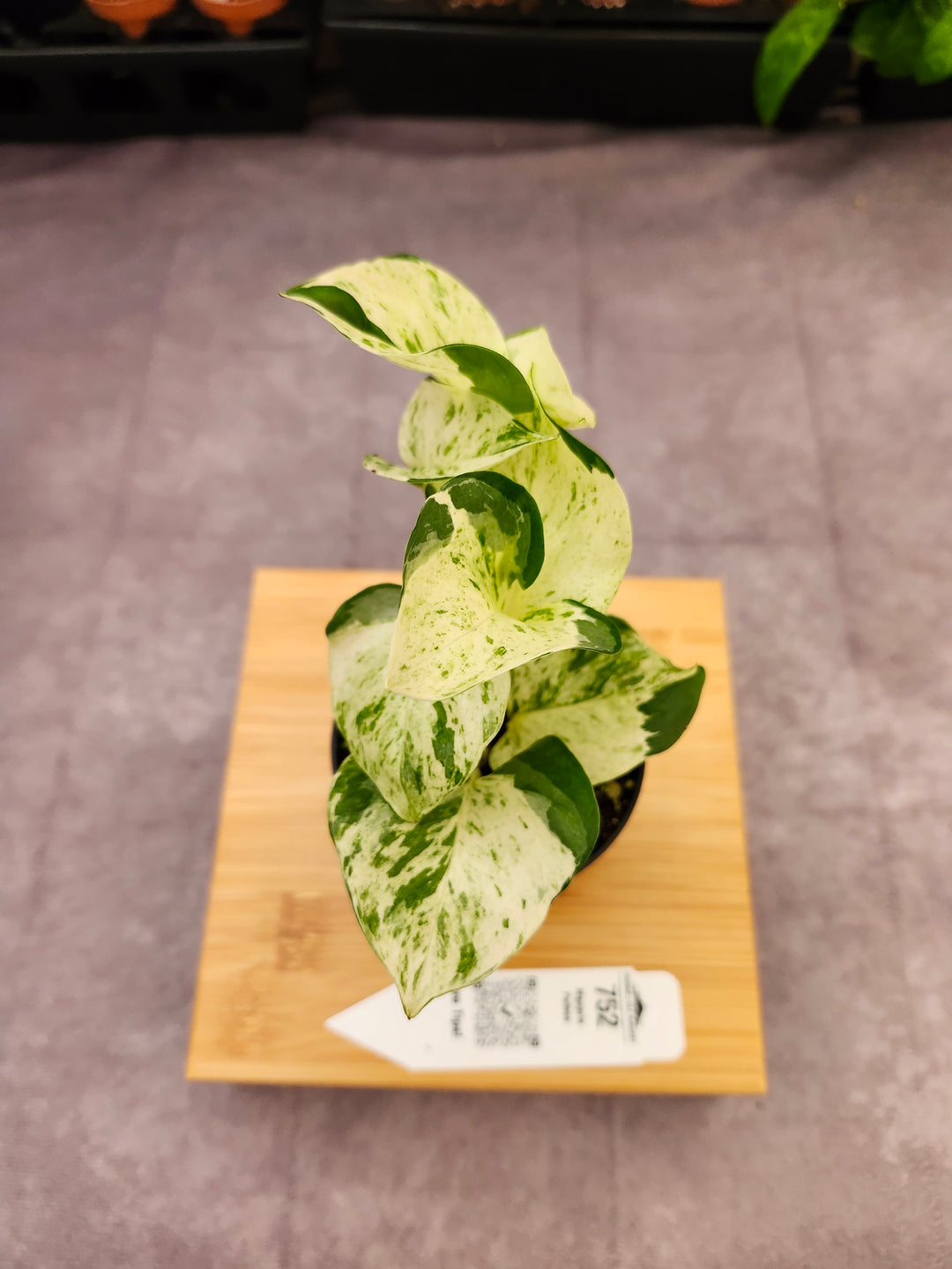 Manjula Pothos (3in)-752