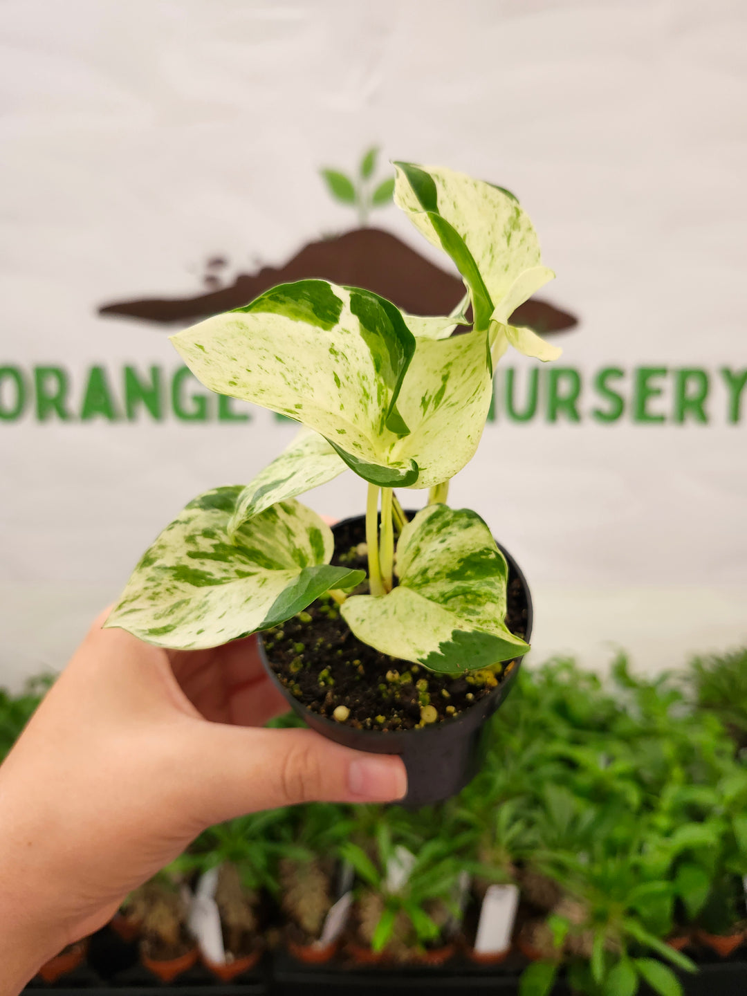 Manjula Pothos (3in)-752