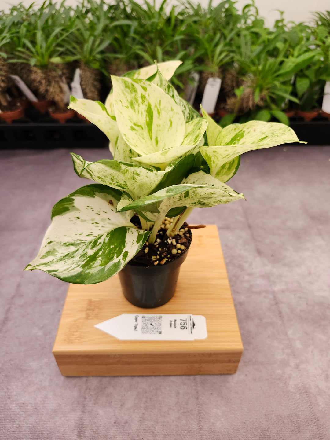Manjula Pothos (3in)-756