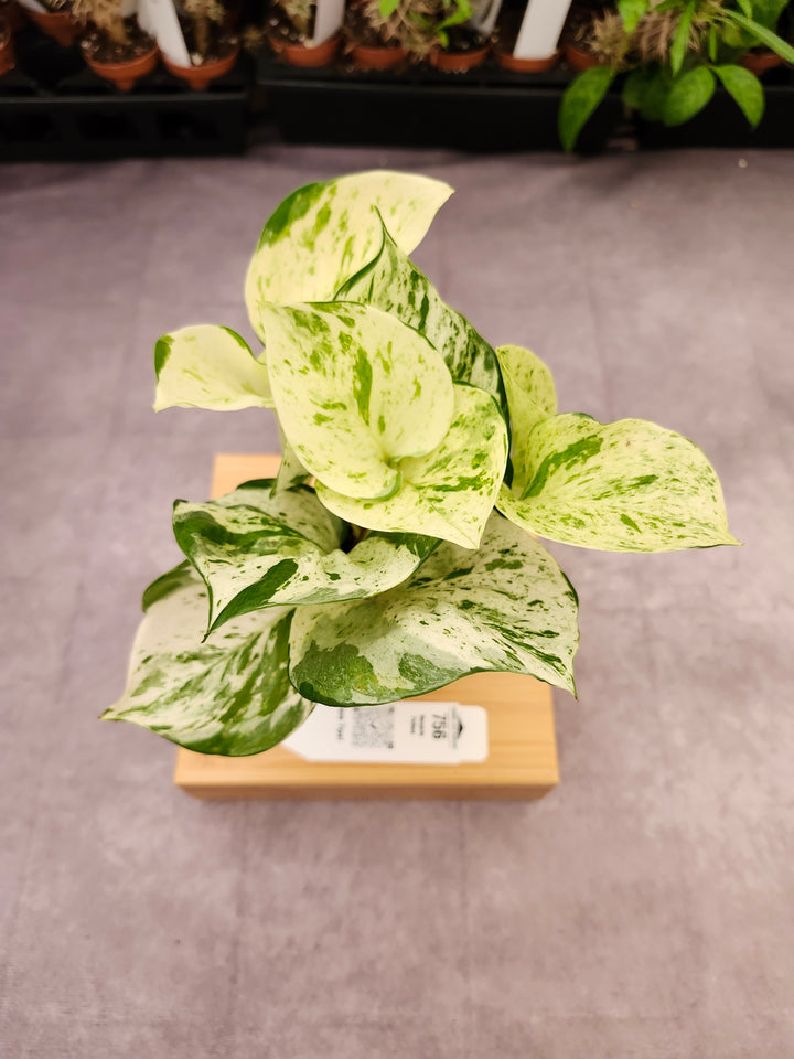 Manjula Pothos (3in)-756