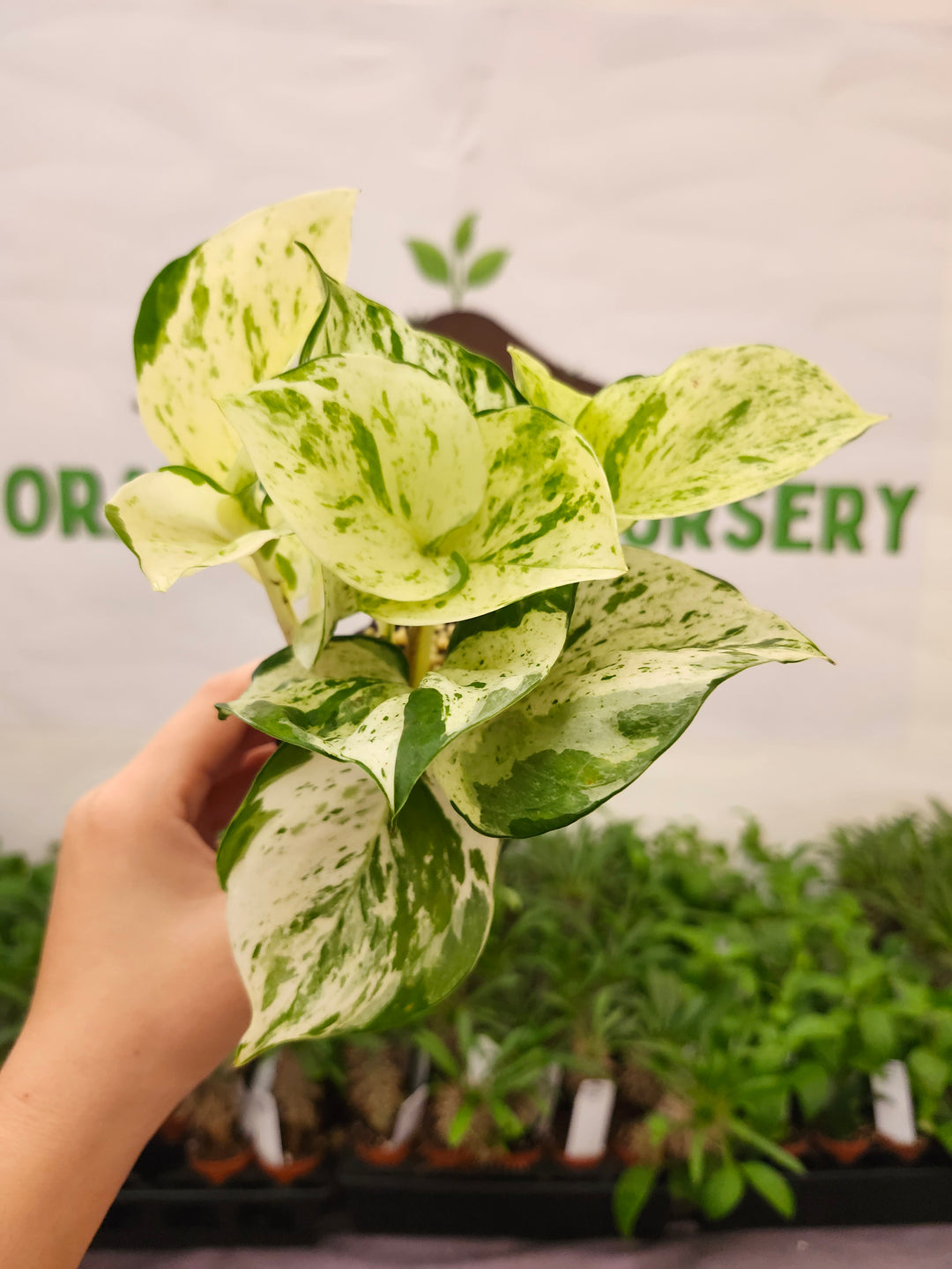 Manjula Pothos (3in)-756