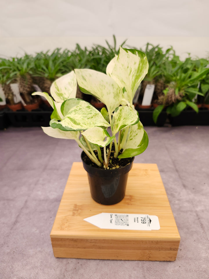 Manjula Pothos (3in)-759