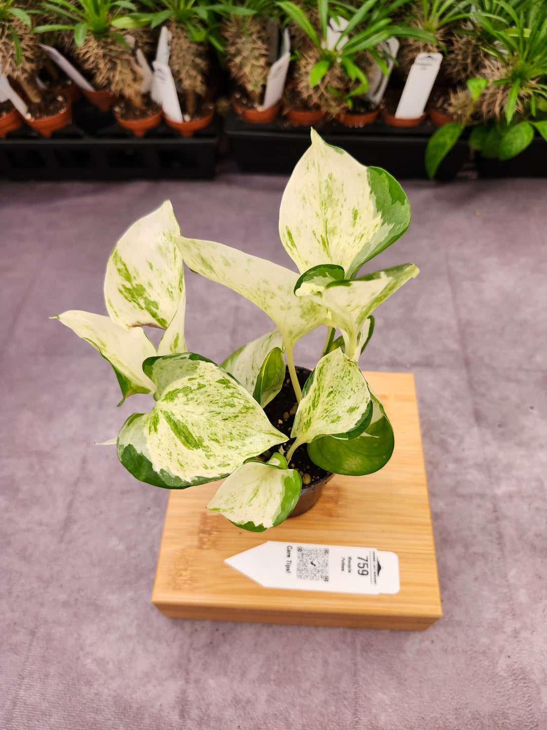 Manjula Pothos (3in)-759