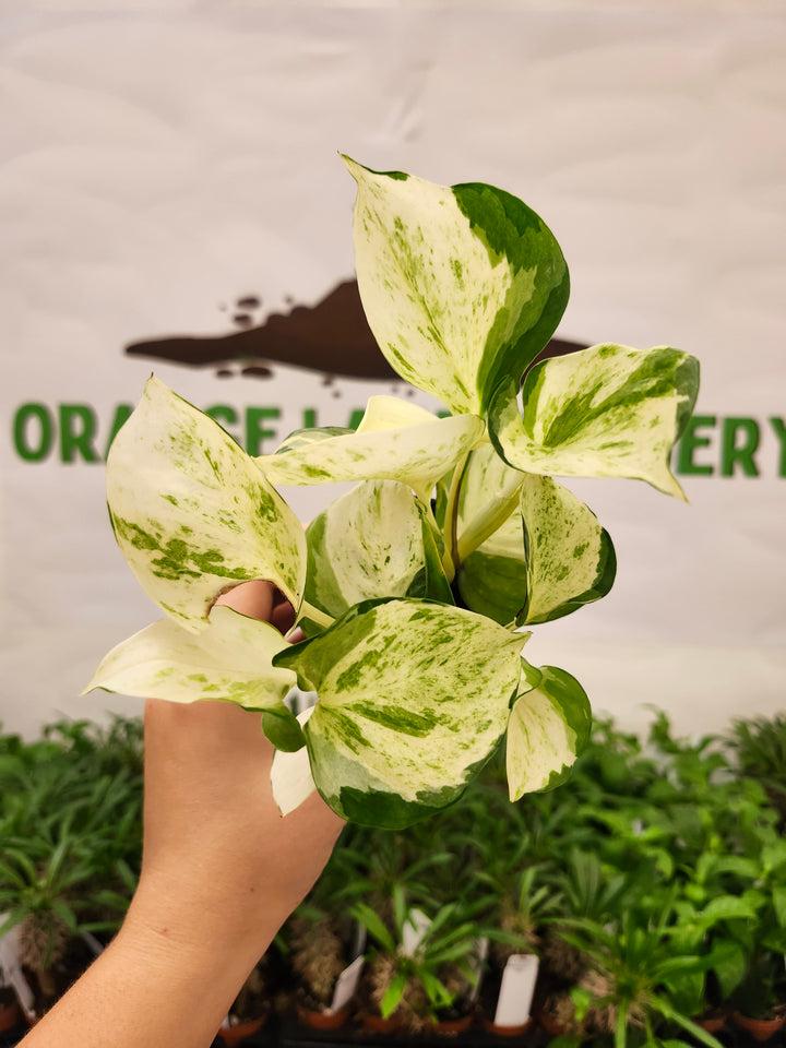 Manjula Pothos (3in)-759