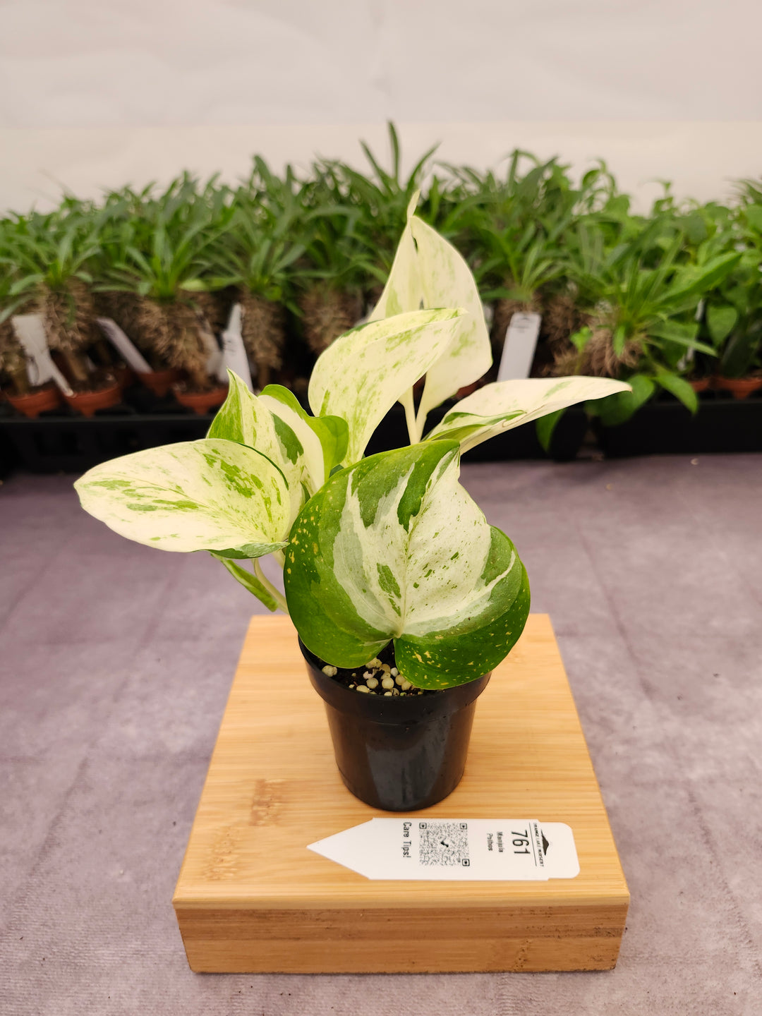 Manjula Pothos (3in)-761