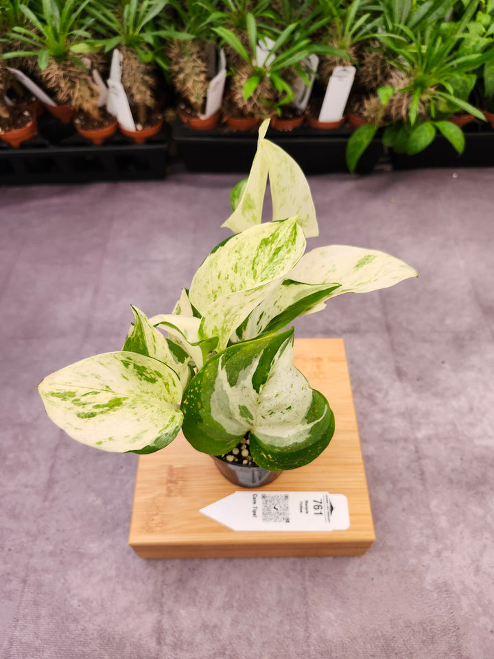 Manjula Pothos (3in)-761