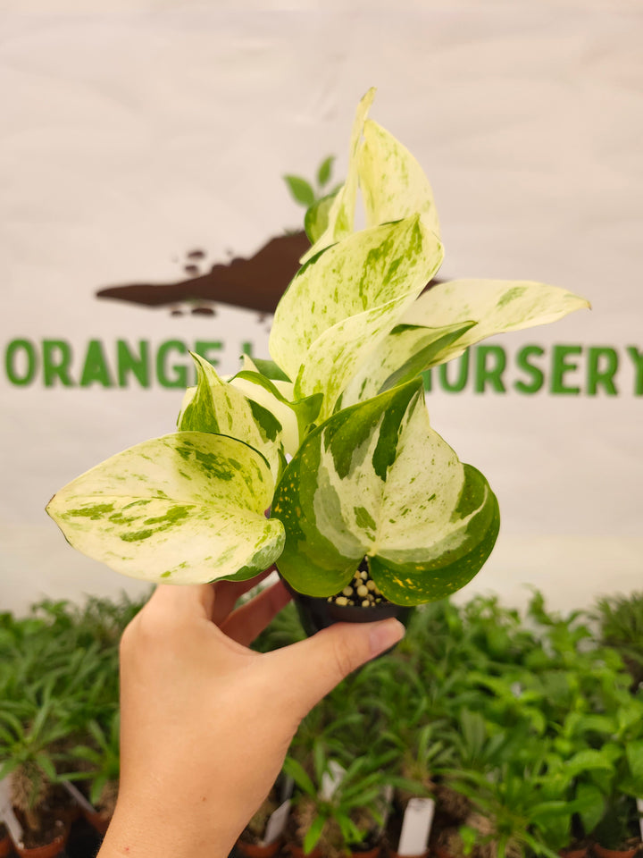 Manjula Pothos (3in)-761