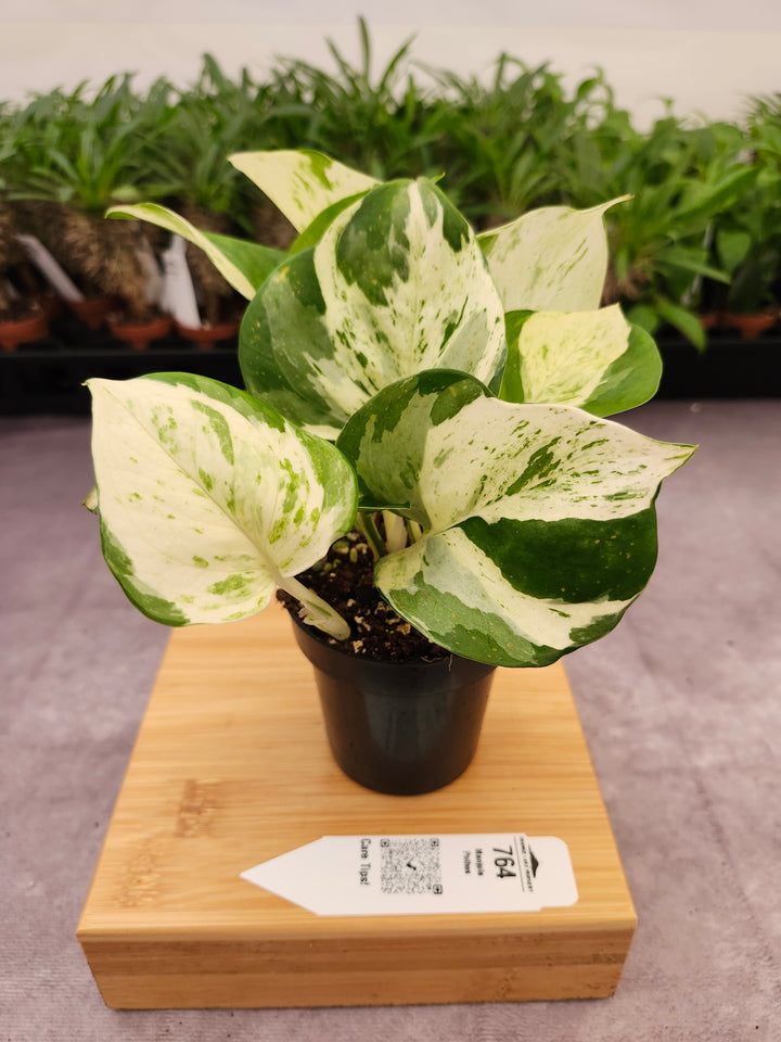 Manjula Pothos (3in)-764