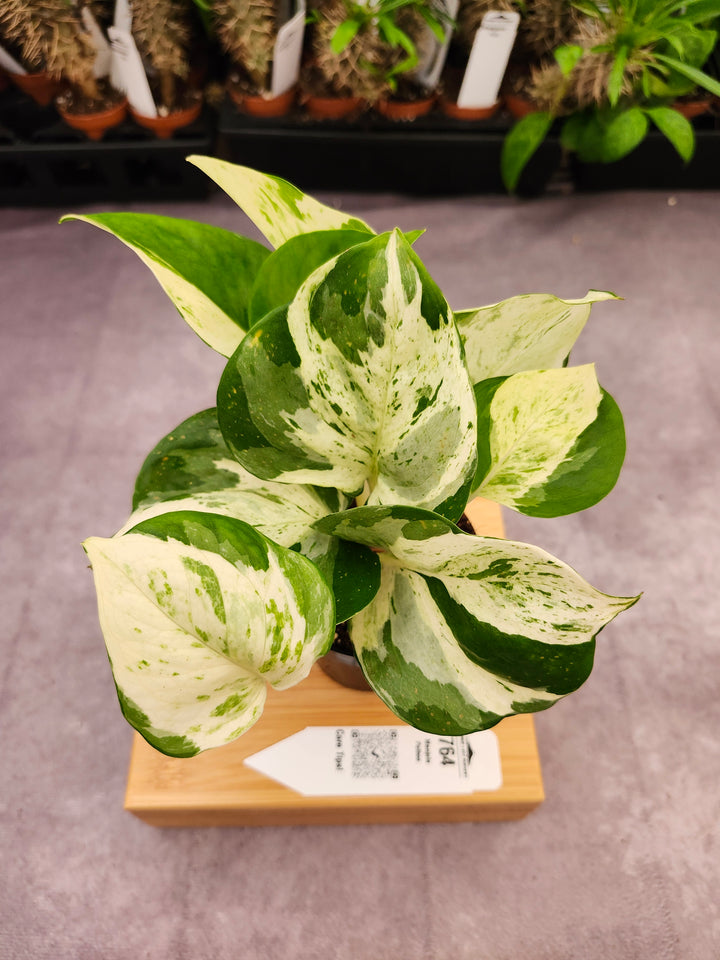 Manjula Pothos (3in)-764