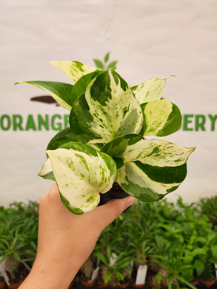 Manjula Pothos (3in)-764