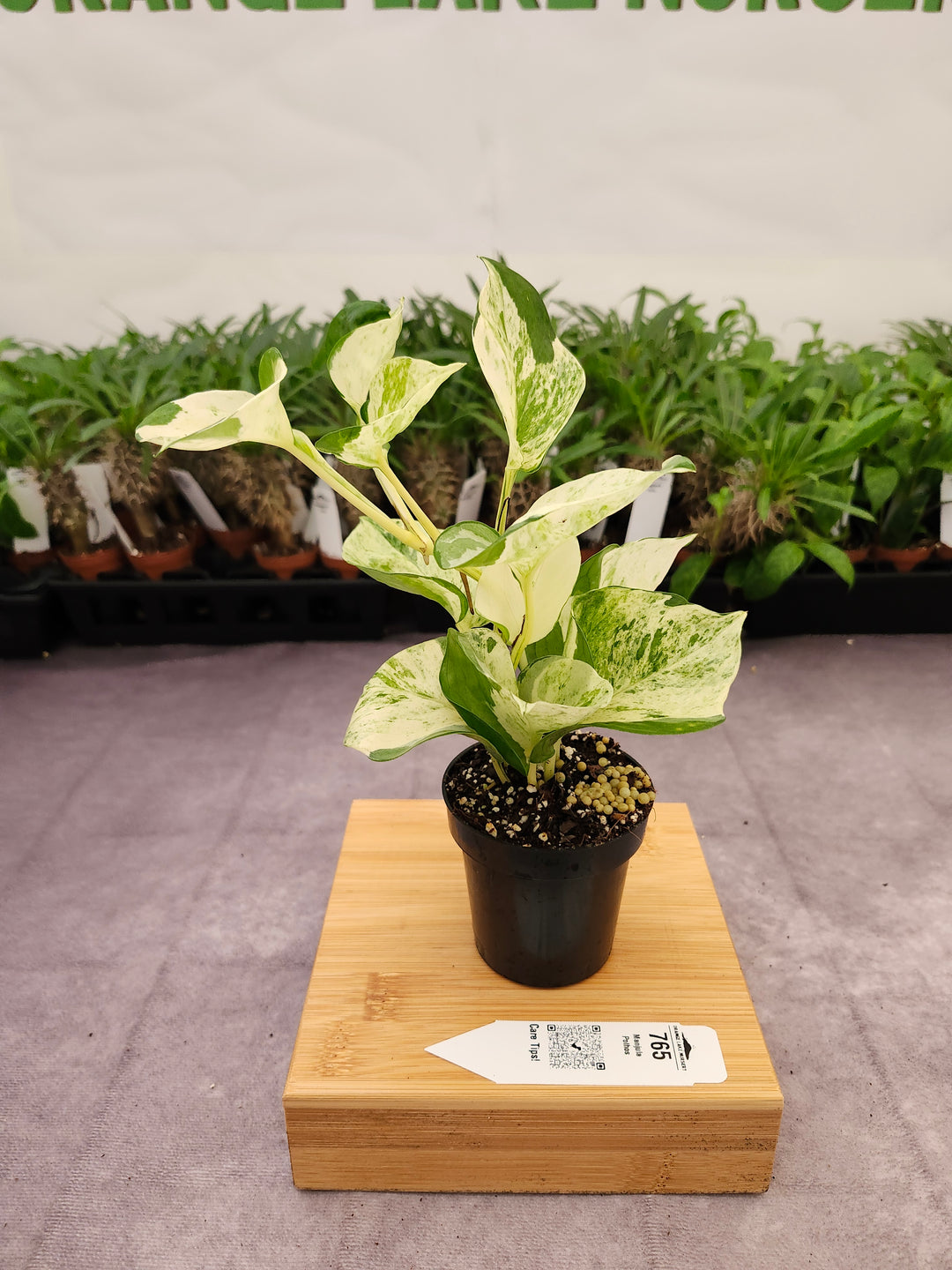Manjula Pothos (3in)-765