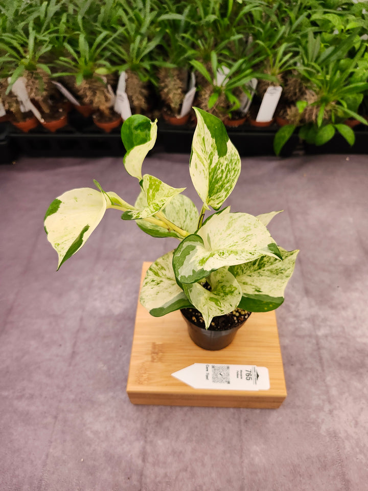 Manjula Pothos (3in)-765