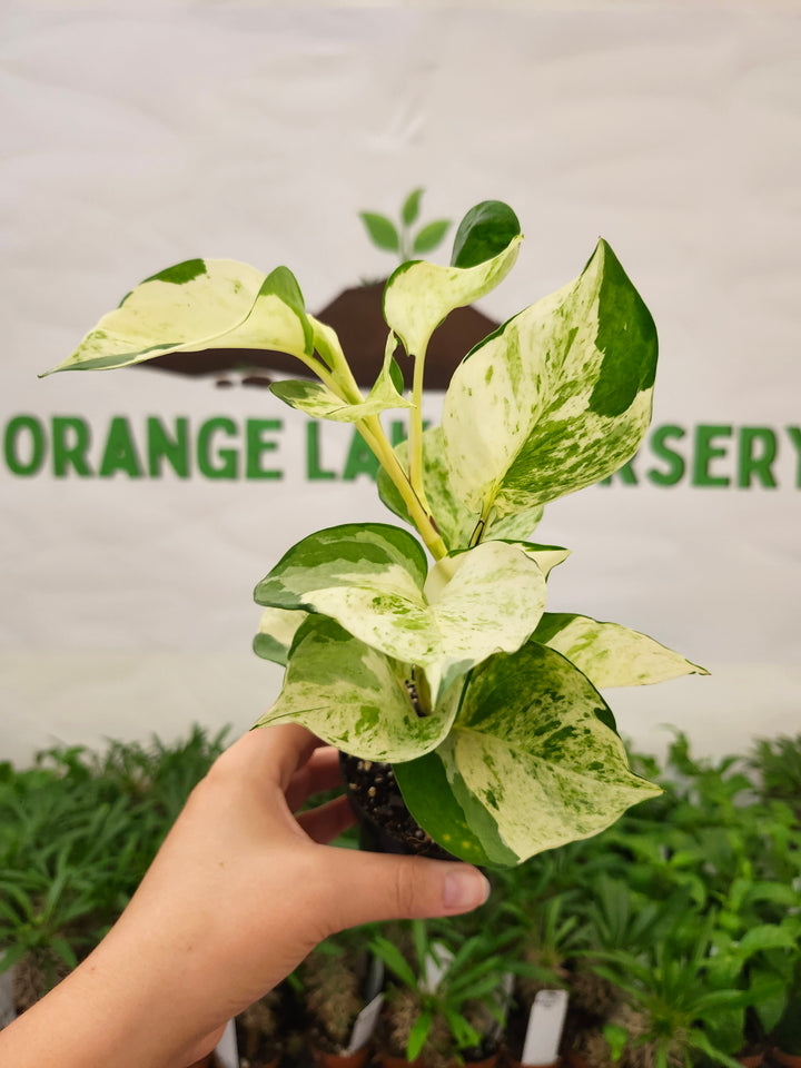 Manjula Pothos (3in)-765