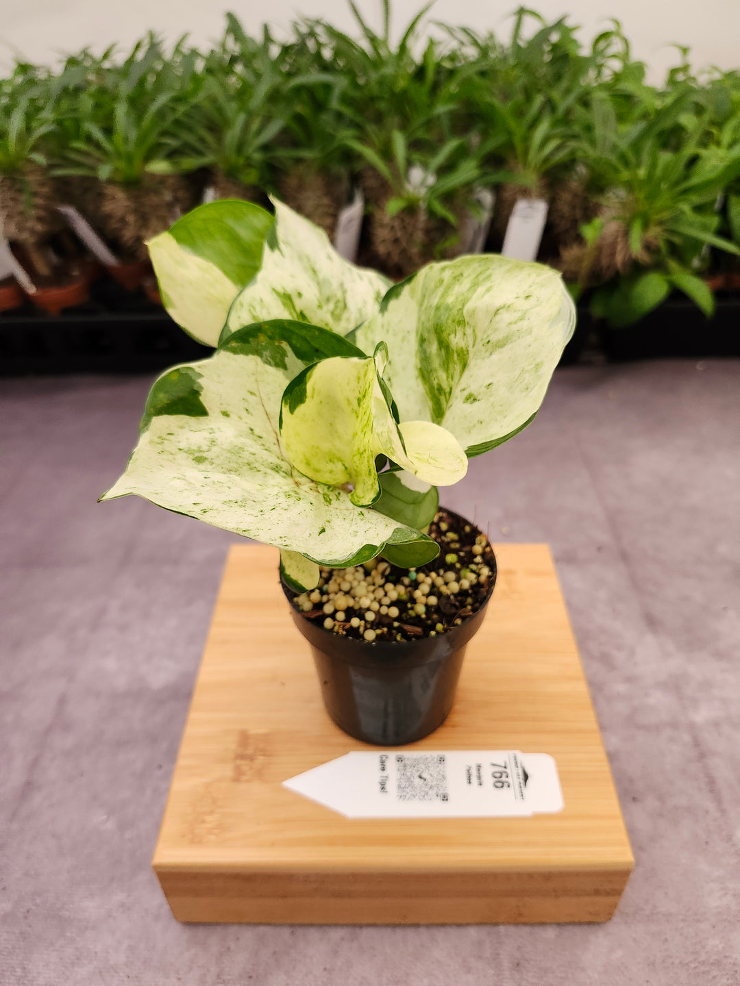 Manjula Pothos (3in)-766