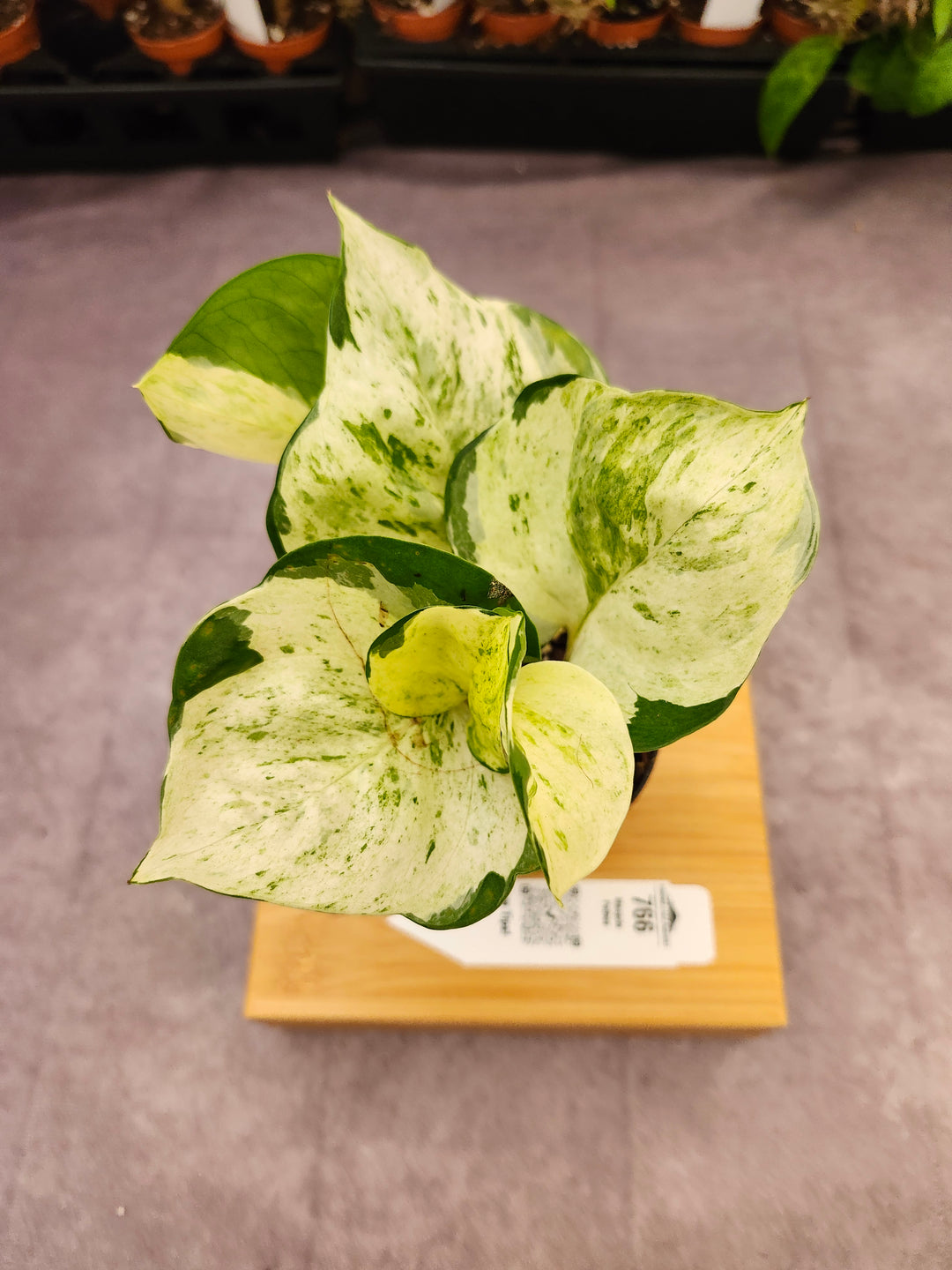 Manjula Pothos (3in)-766