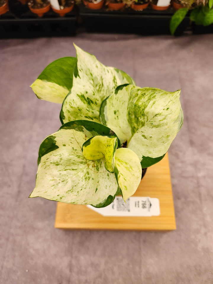 Manjula Pothos (3in)-766