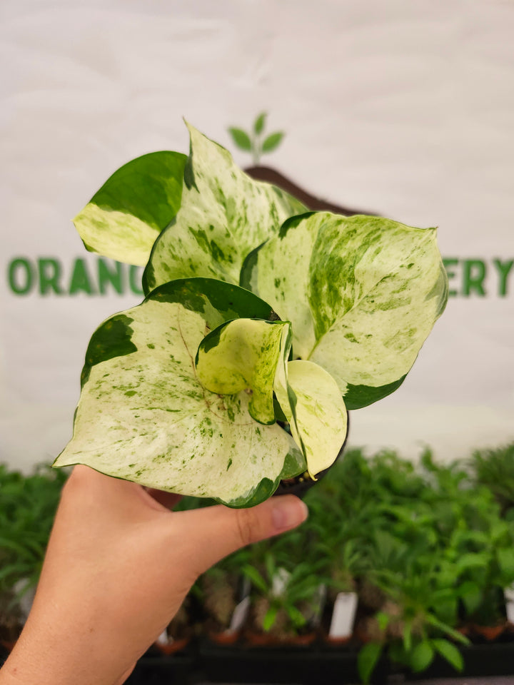 Manjula Pothos (3in)-766